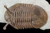 Asaphus Kowalewskii Trilobite With Stalk Eyes - Large Specimen #89069-2
